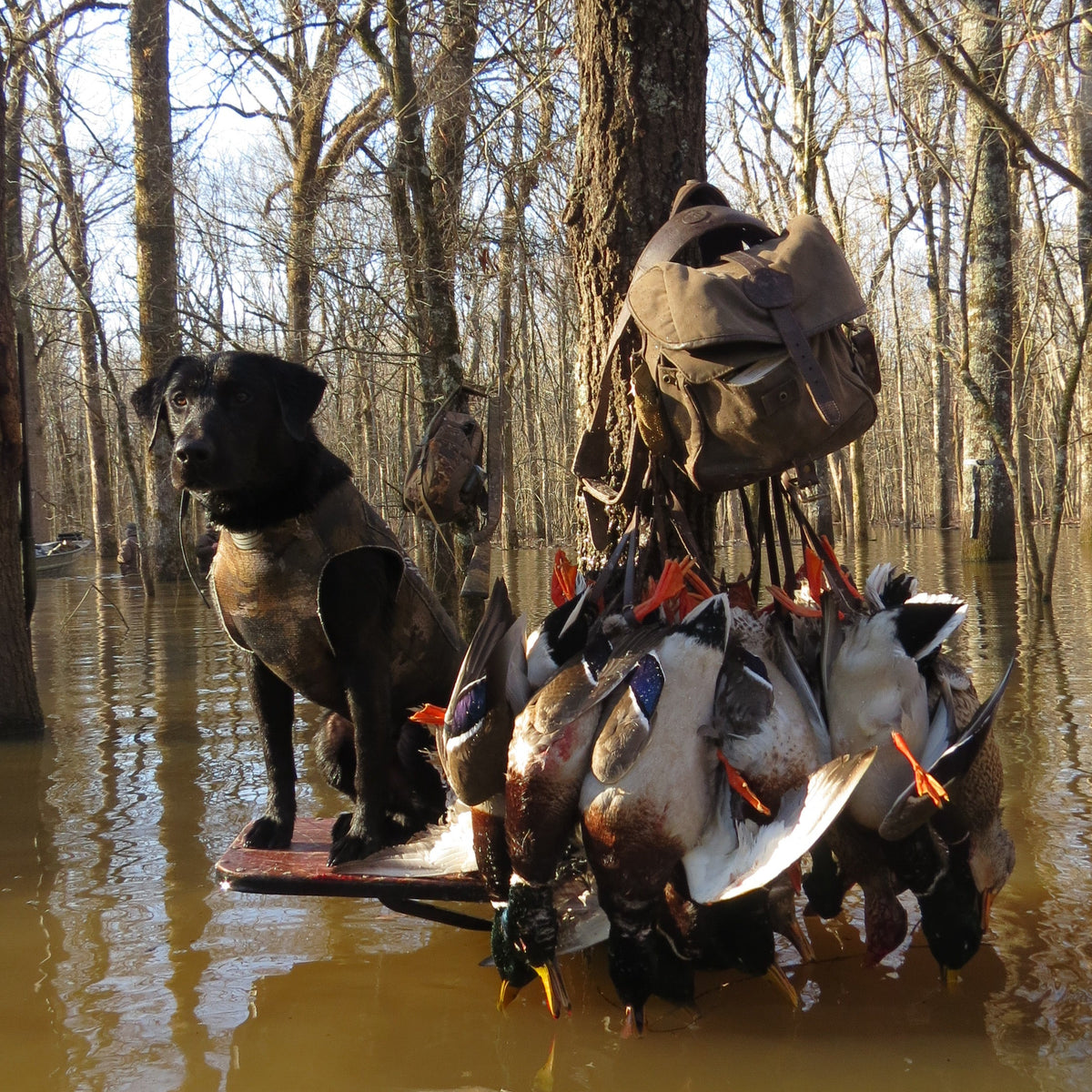Personalized Timber Duck Hunting Guide Services