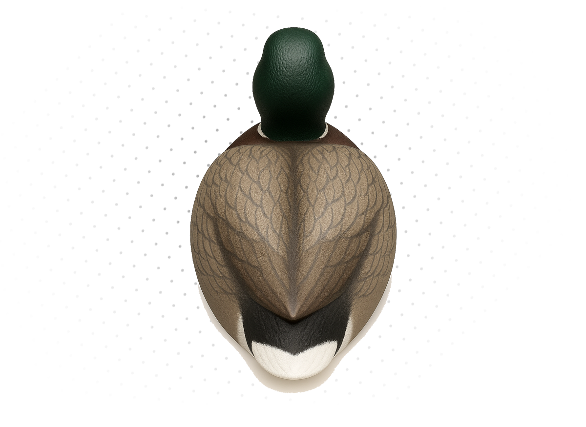 Duck Decoys